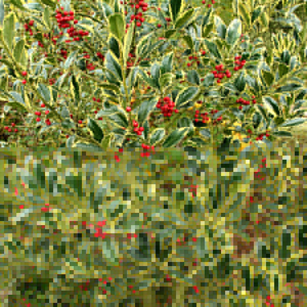Big Photo of Ilex Aureomarginata