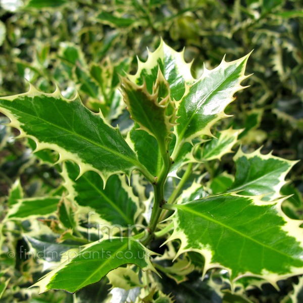 Big Photo of Ilex Elegantissima Lf
