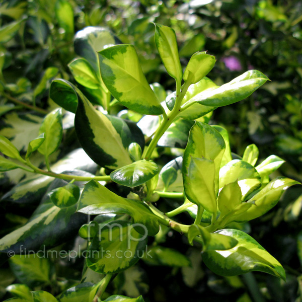 Big Photo of Ilex Ladyvalerie Lf