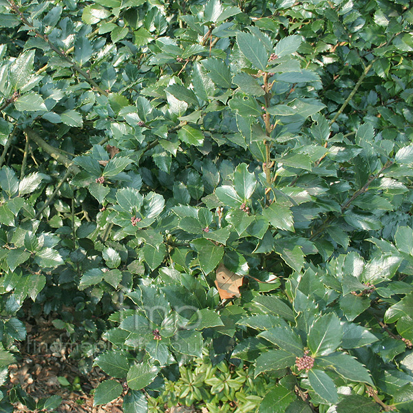 Big Photo of Ilex Meserveae Blue Prince