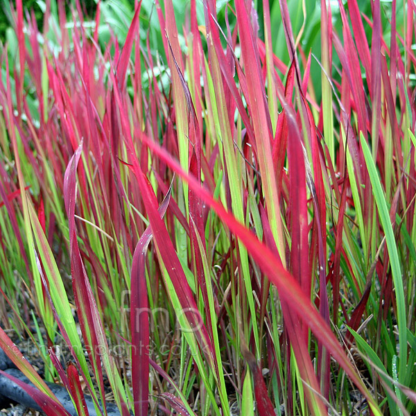 Big Photo of Imperata Rubra