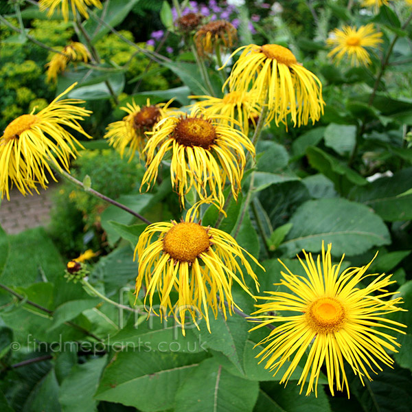Big Photo of Inula Sonnenstrahl