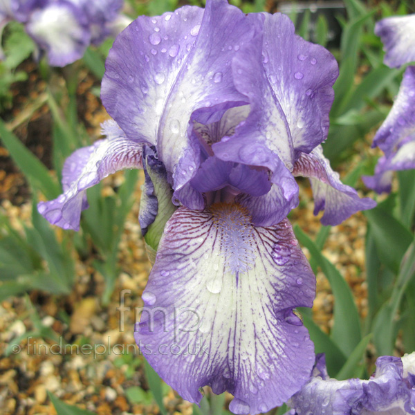 Big Photo of Iris Arcticmonkey 2