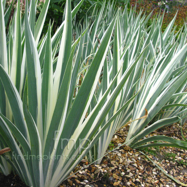 Big Photo of Iris Argenteavariegata Lf