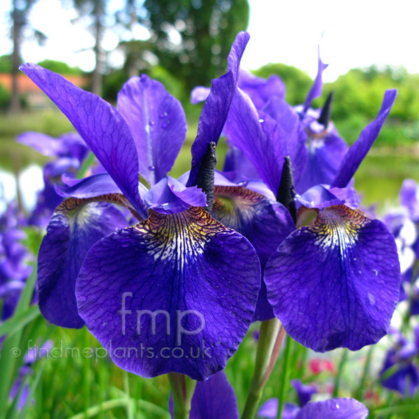 Big Photo of Iris Caesarsbrother Fl