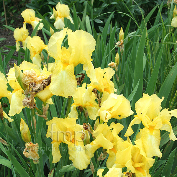 Big Photo of Iris Fall Primrose