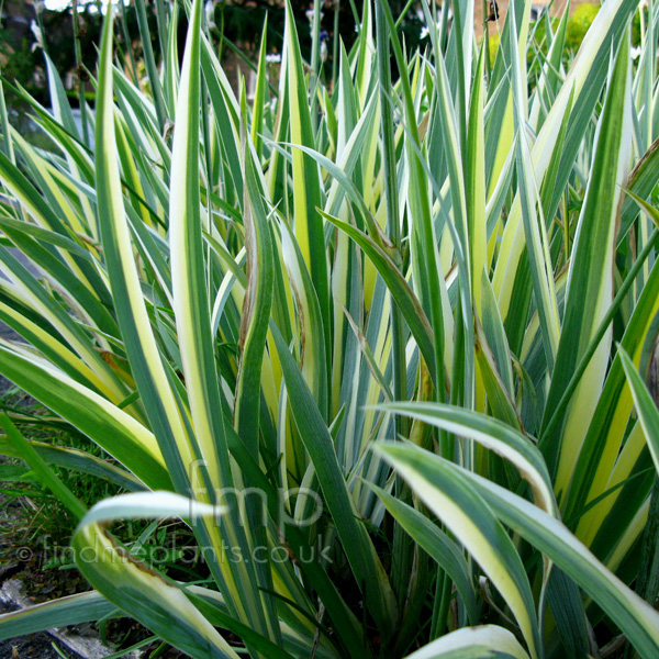 Big Photo of Iris Pallida Aureavariegata