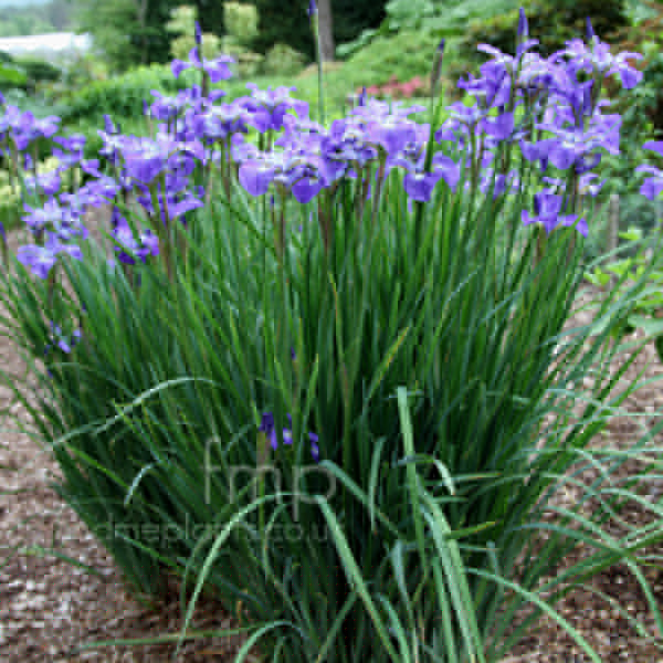 Big Photo of Iris Sibirica Annemarietroeger