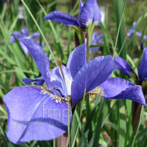 Big Photo of Iris Sibirica Navybrass Fl
