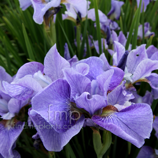 Big Photo of Iris Sibirica Percheron Fl
