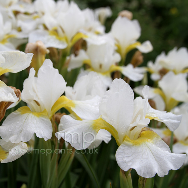 Big Photo of Iris Sibirica Whiteswirl Fl