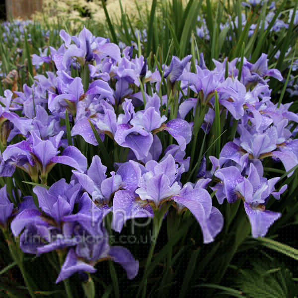 Big Photo of Iris Sibiricaa Pegedwards Fl