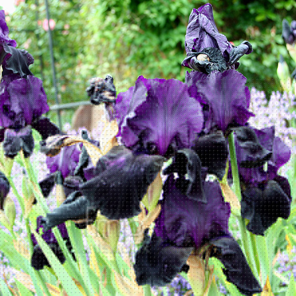 Big Photo of Iris Swazi Princess