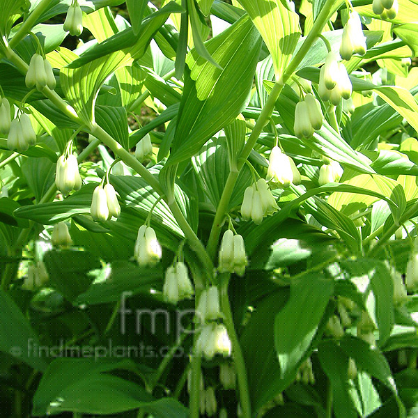 Big Photo of Jacobsladder Flower