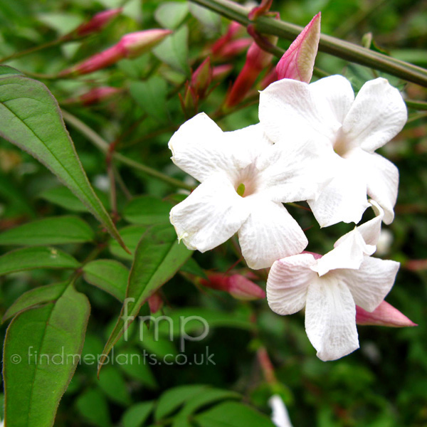 Big Photo of Jasminum Off Fl