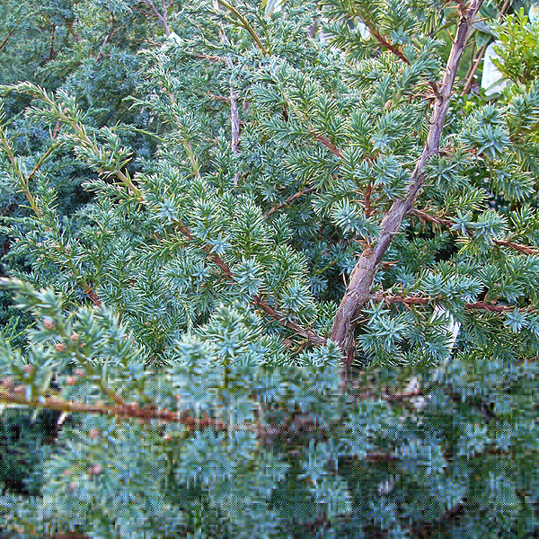 Big Photo of Juniperus Bluealps