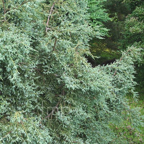 Big Photo of Juniperus Chinese Silver