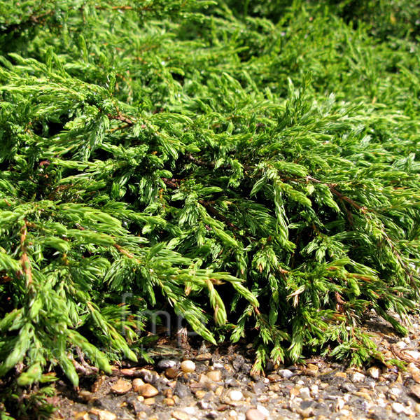 Big Photo of Juniperus Communis Repanda