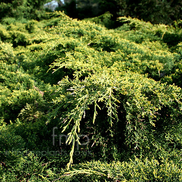Big Photo of Juniperus Pfitzeriana Aurea