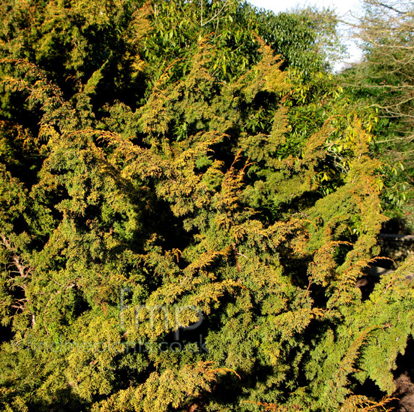 Big Photo of Juniperus Plumosa Aurea