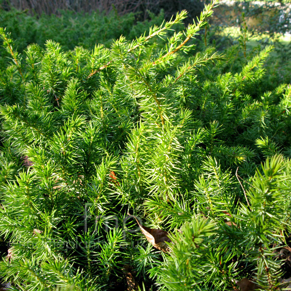 Big Photo of Juniperus Rigida Conferta