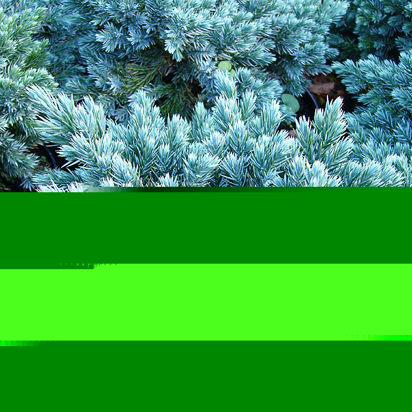 Big Photo of Juniperus Squamata Blue Sta