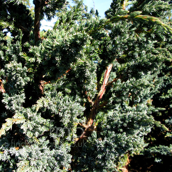 Big Photo of Juniperus Squamata Meyeri