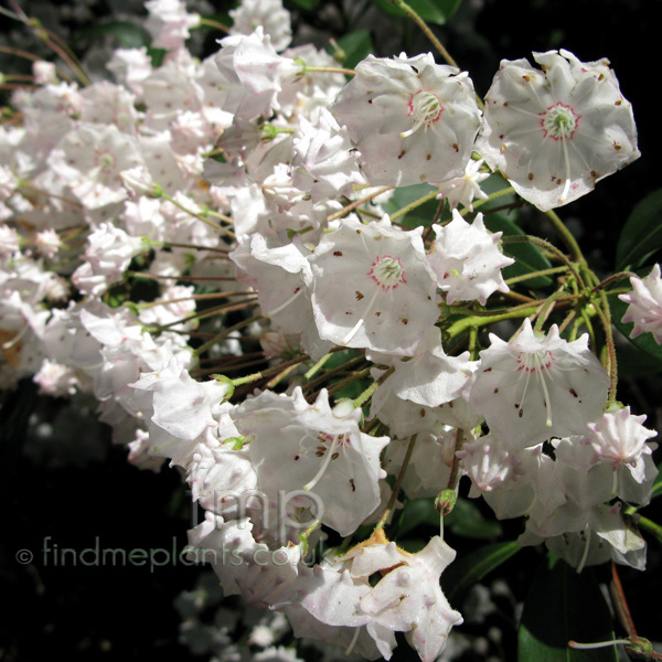 Big Photo of Kalmia Latifolia Fl