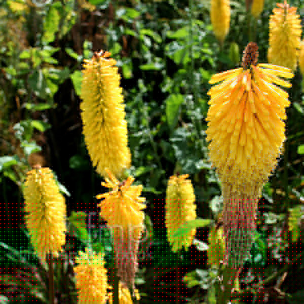 Big Photo of Kniphofia Buttercup
