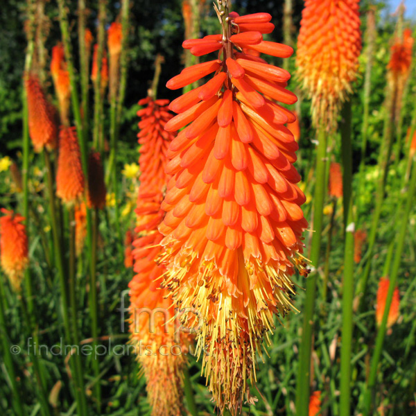 Big Photo of Kniphofia Royalstandard Fl