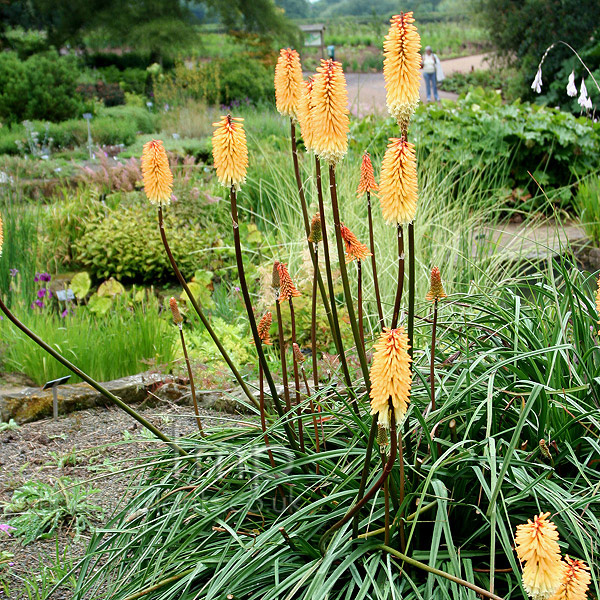 Big Photo of Kniphofia Tawnyking