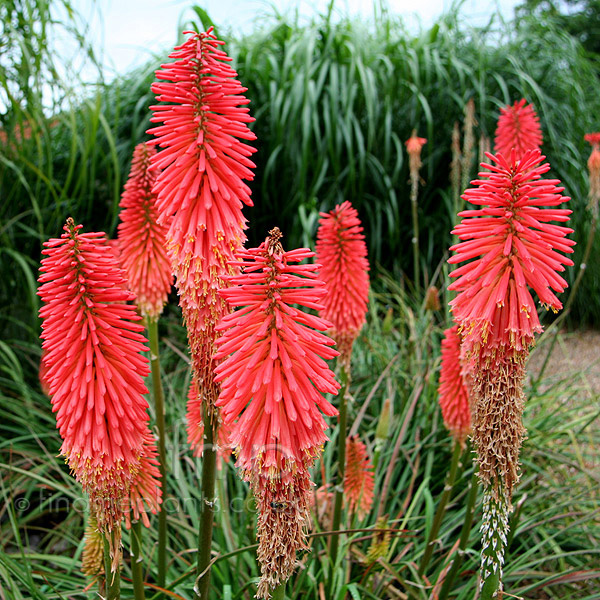 Big Photo of Kniphofia Threave