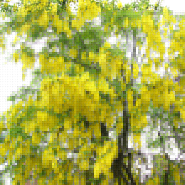 Big Photo of Laburnum Vos Fl
