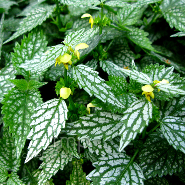 Big Photo of Lamium Silverteppich