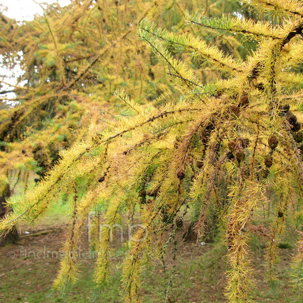 Big Photo of Larix Kaempferi Lf