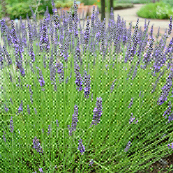 Big Photo of Lavandula Grosso
