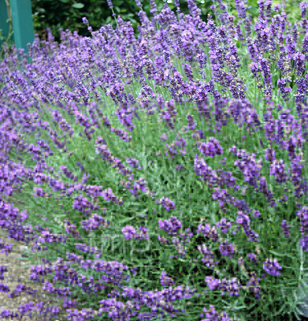 Big Photo of Lavandula Imperialgem