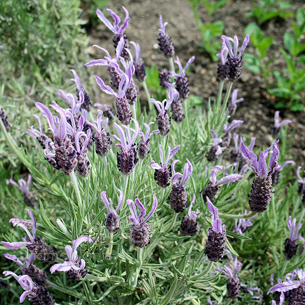 Big Photo of Lavandula Marshwood
