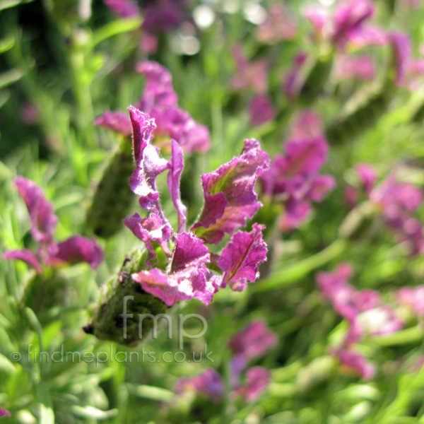Big Photo of Lavandula Regal Splendor Fl