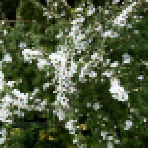 Big Photo of Leptospermum Alfred Coates