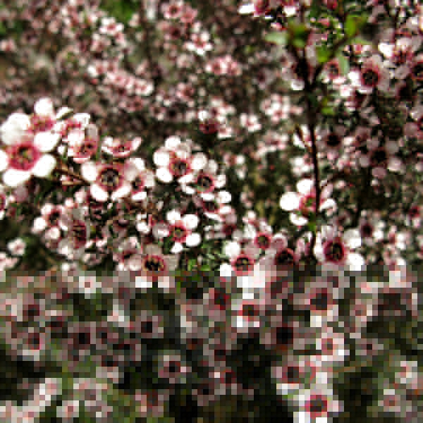 Big Photo of Leptospermum Scoparium Kea Fl