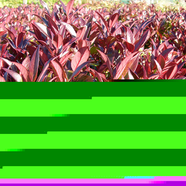 Big Photo of Leucothoe Axillaris Scarlet