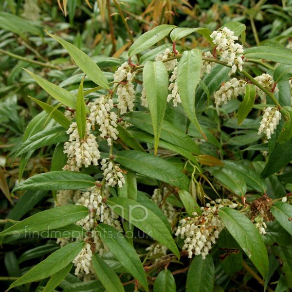 Big Photo of Leucothoe Fontanesiana Fl