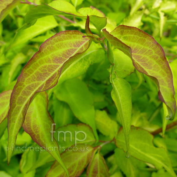 Big Photo of Leycesteria Formosa Linda Lf
