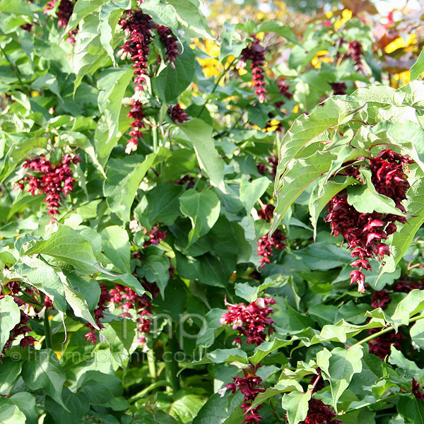 Big Photo of Leycesteria Purplerain
