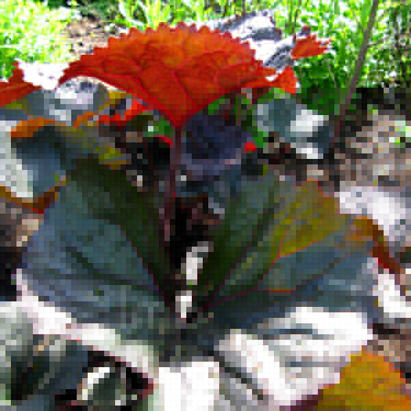 Big Photo of Ligularia Britmariecrawford Lf