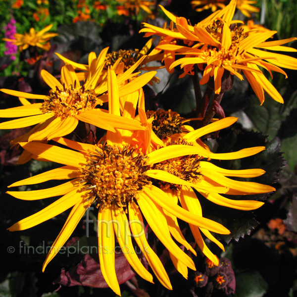 Big Photo of Ligularia Brittmariecrawford Fl