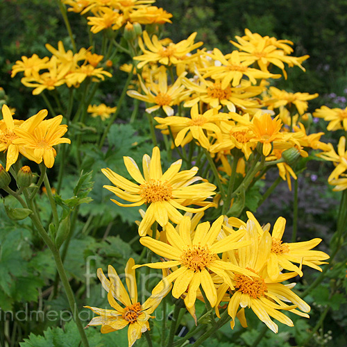 Big Photo of Ligularia Palmatiloba
