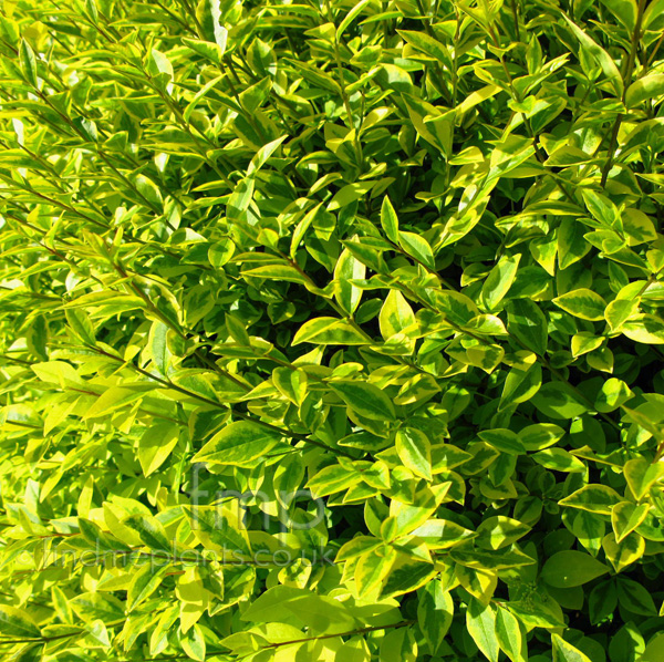 Big Photo of Ligustrum Ovalifolium Variegatum Lf