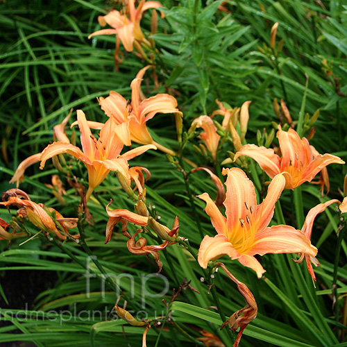 Big Photo of Lilium Sunray